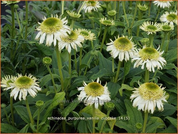 Echinacea purpurea 'Vanilla Cupcake' | Zonnehoed