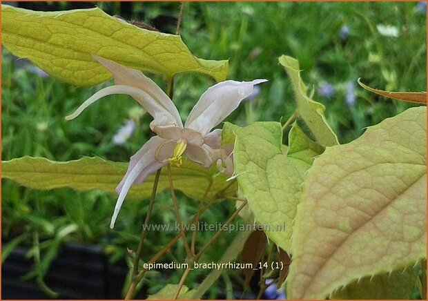 Epimedium brachyrrhizum | Elfenbloem