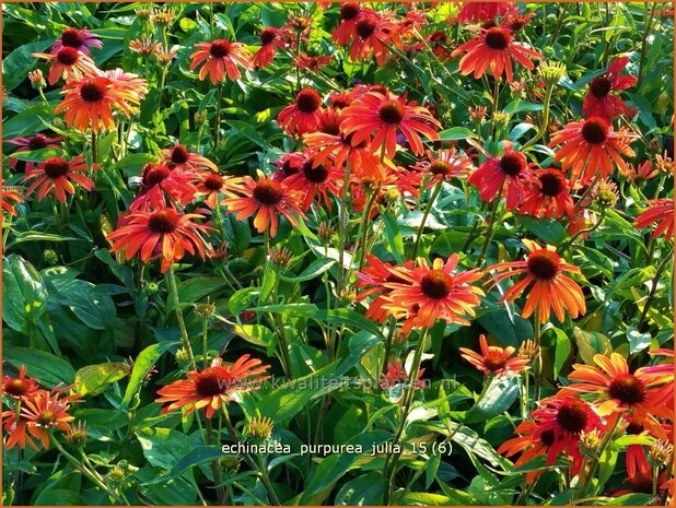 Echinacea purpurea 'Julia' | Zonnehoed