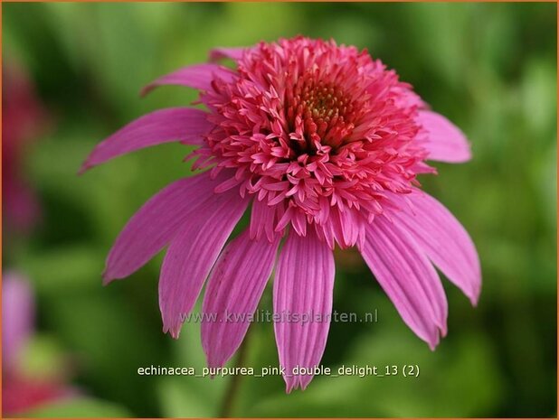 Echinacea purpurea 'Pink Double Delight' | Rode zonnehoed, Zonnehoed | Roter Sonnenhut