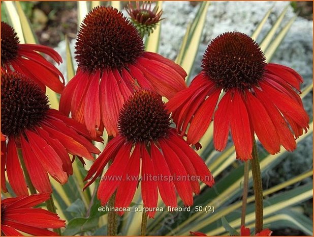 Echinacea purpurea 'Firebird' | Zonnehoed