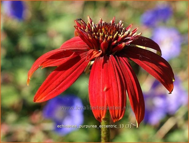 Echinacea purpurea 'Eccentric' | Zonnehoed