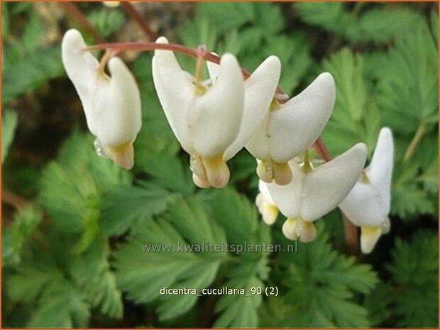 Dicentra cucullaria | Gebroken hartje, Tranend hartje | Kapuzen-Herzblume