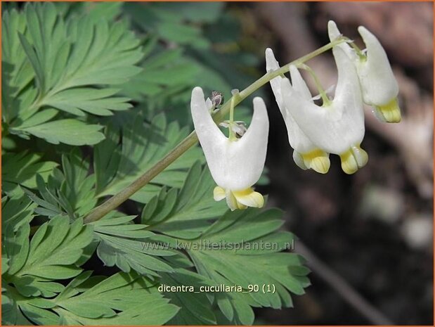 Dicentra cucullaria | Gebroken hartje, Tranend hartje | Kapuzen-Herzblume