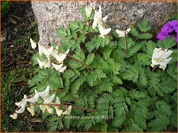 Dicentra cucullaria | Gebroken hartje, Tranend hartje | Kapuzen-Herzblume