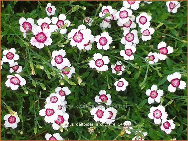 Dianthus deltoides 'Arctic Fire' | Steenanjer, Anjer | Heidenelke