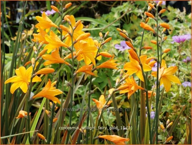 Crocosmia 'Twilight Fairy Gold' | Montbretia