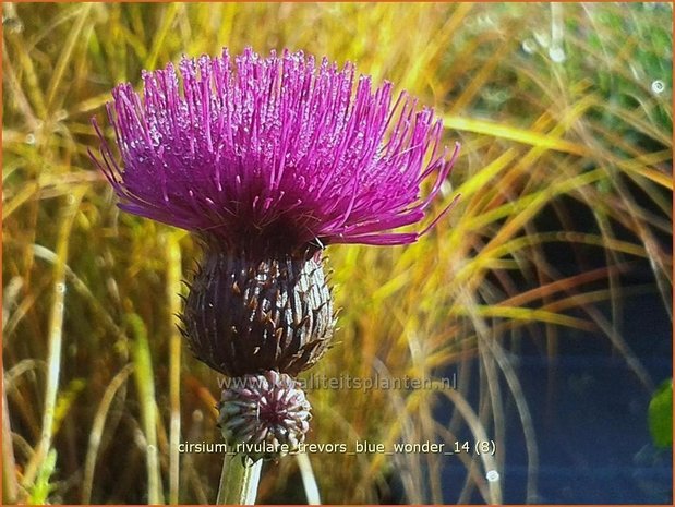 Cirsium rivulare 'Trevor's Blue Wonder' | Vederdistel