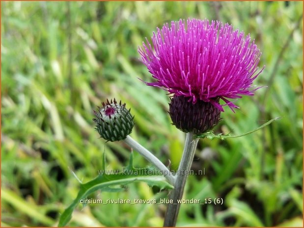 Cirsium rivulare 'Trevor's Blue Wonder' | Vederdistel, Beekdistel