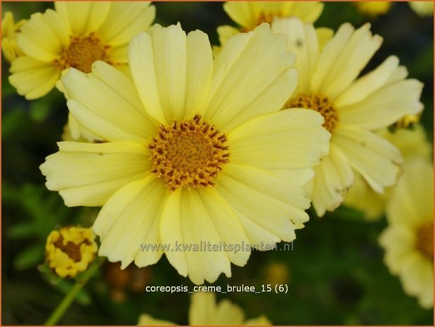 Coreopsis 'Creme Brulee' | Meisjesogen