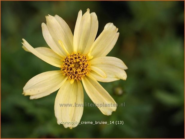 Coreopsis 'Creme Brulee' | Meisjesogen