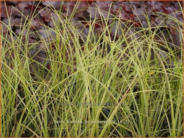 Carex brunnea 'Aureomarginata' | Zegge