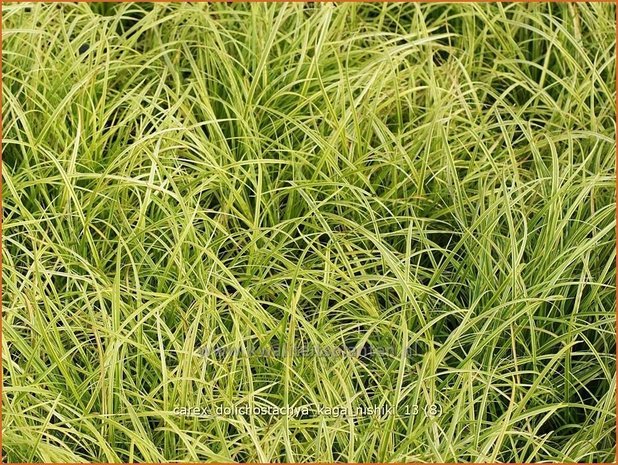 Carex dolichostachya 'Kaga-nishiki' | Zegge