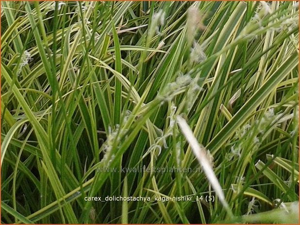 Carex dolichostachya 'Kaga-nishiki' | Zegge