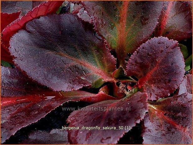 Bergenia 'Dragonfly Sakura' | Schoenlappersplant, Olifantsoren