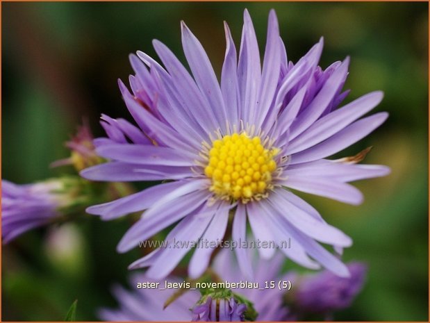 Aster laevis 'Novemberblau' | Gladde aster, Aster