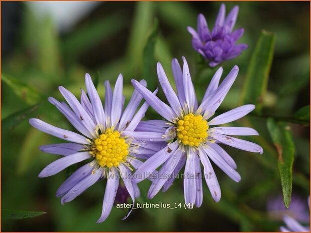 Aster turbinellus | Aster