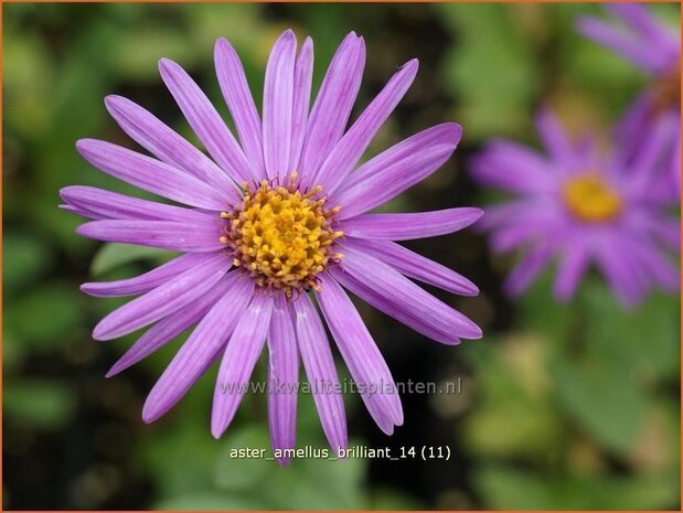 Aster amellus 'Brilliant' | Aster