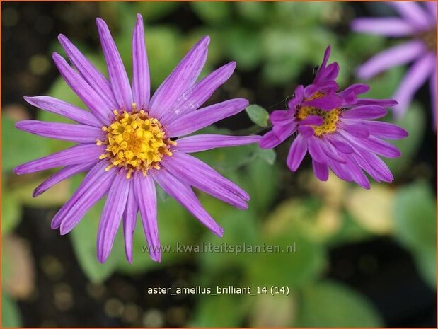 Aster amellus 'Brilliant' | Aster