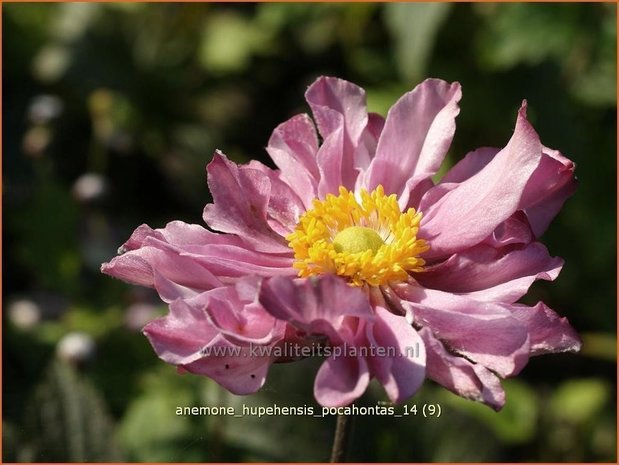 Anemone hupehensis 'Pocahontas' | Anemoon, Herfstanemoon, Japanse anemoon