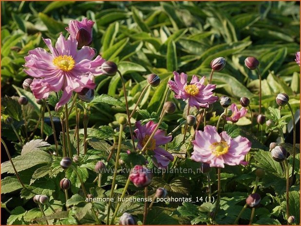 Anemone hupehensis 'Pocahontas' | Anemoon, Herfstanemoon, Japanse anemoon