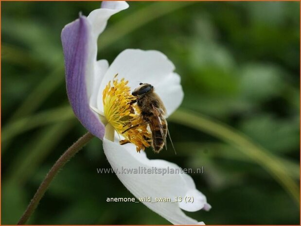 Anemone 'Wild Swan' | Anemoon