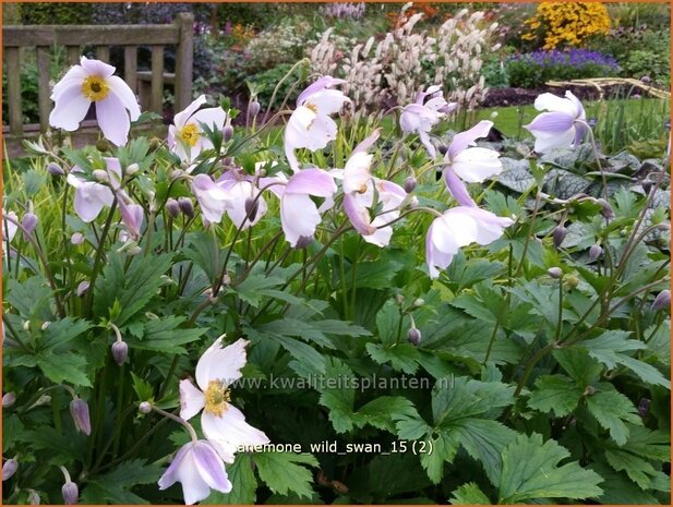 Anemone 'Wild Swan' | Anemoon