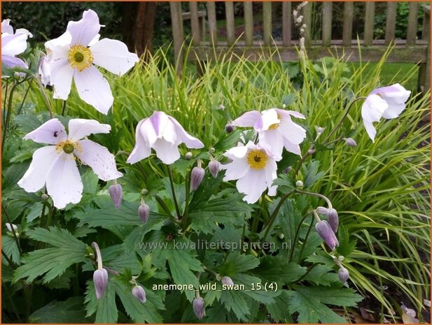 Anemone 'Wild Swan' | Anemoon