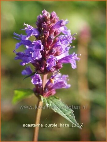 Agastache 'Purple Haze' | Dropplant, Anijsnetel