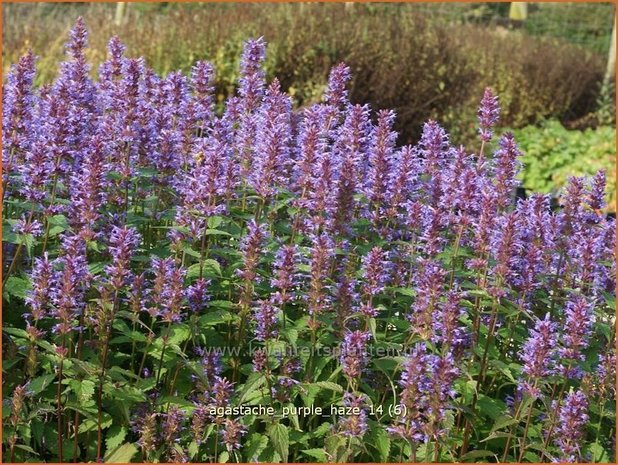 Agastache 'Purple Haze' | Dropplant, Anijsnetel