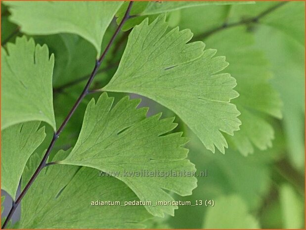 Adiantum pedatum 'Imbricatum' | Venushaar, Hoefijzervaren, Vrouwenhaar