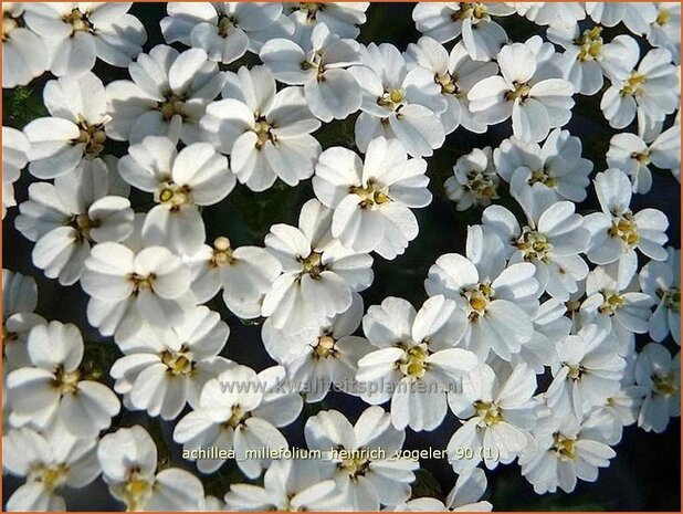 Achillea millefolium 'Heinrich Vogeler' | Duizendblad