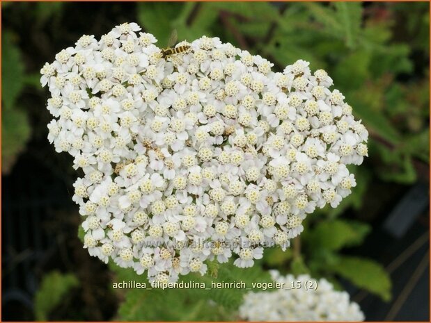 Achillea filipendulina 'Heinrich Vogeler' | Duizendblad