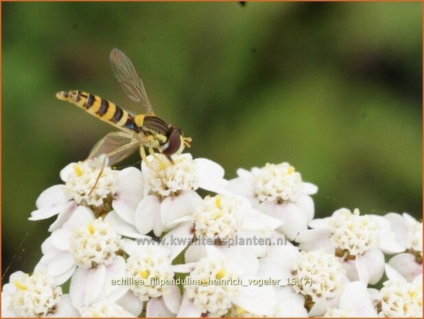 Achillea filipendulina 'Heinrich Vogeler' | Duizendblad