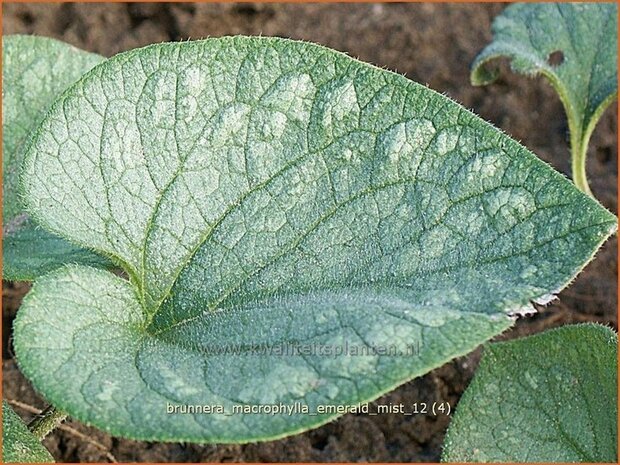 Brunnera macrophylla 'Emerald Mist' | Kaukasische vergeet-mij-nietje