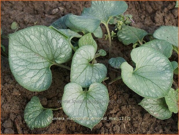 Brunnera macrophylla 'Emerald Mist' | Kaukasische vergeet-mij-nietje