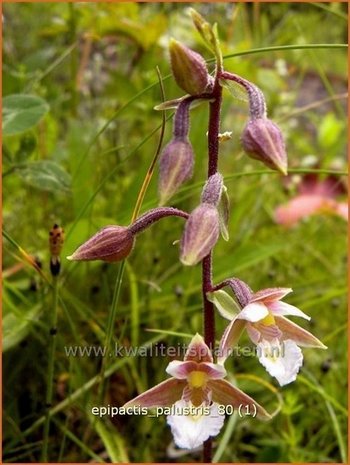 Epipactis palustris | Wespenorchis, Orchidee, Orchis | Sumpf-Stendelwurz