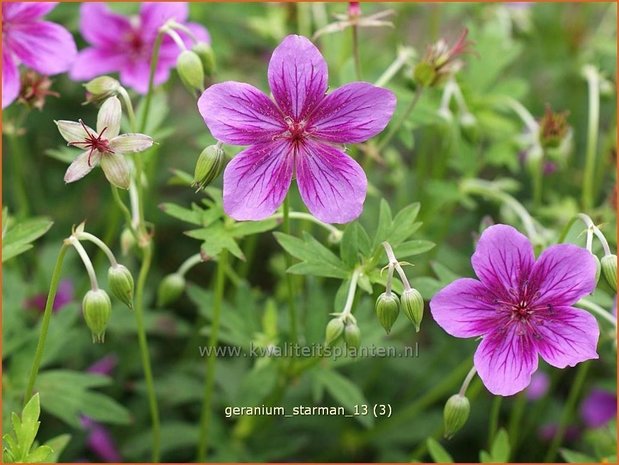 Geranium soboliferum 'Starman' | Ooievaarsbek