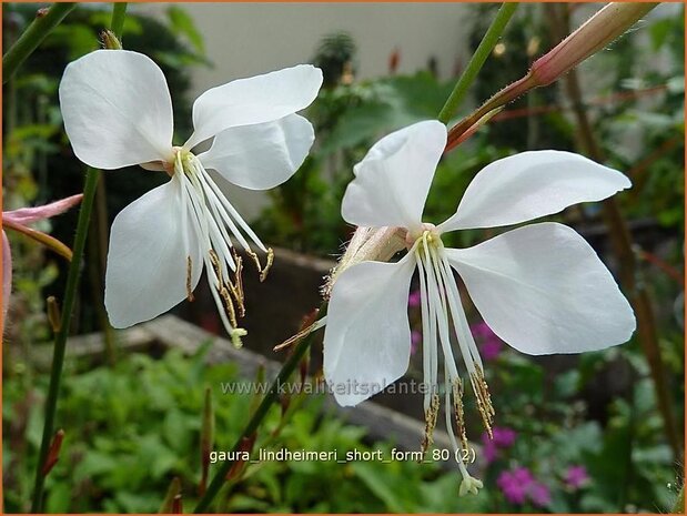 Gaura lindheimeri 'Short Form' | Prachtkaars