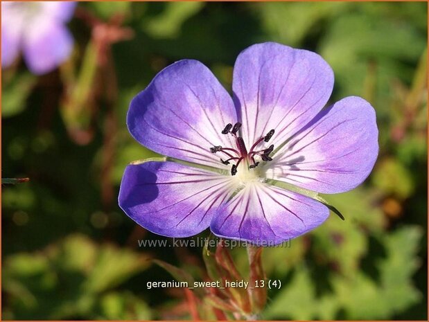 Geranium 'Sweet Heidy' | Ooievaarsbek