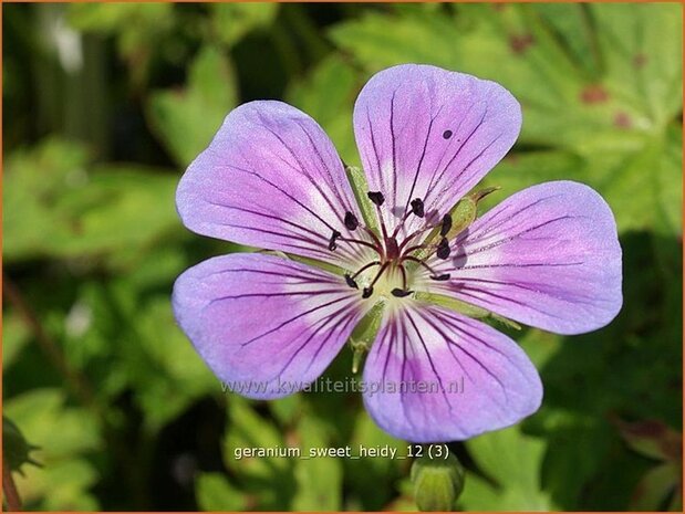 Geranium 'Sweet Heidy' | Ooievaarsbek