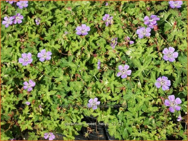 Geranium 'Sweet Heidy' | Ooievaarsbek