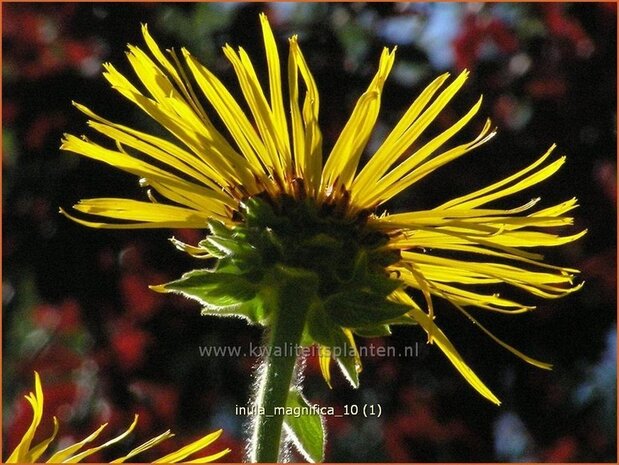 Inula magnifica | Alant