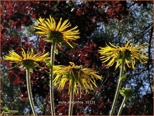 Inula magnifica | Alant