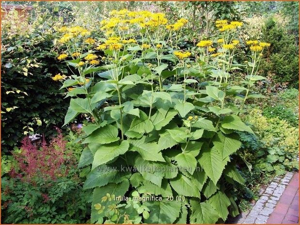 Inula magnifica | Alant