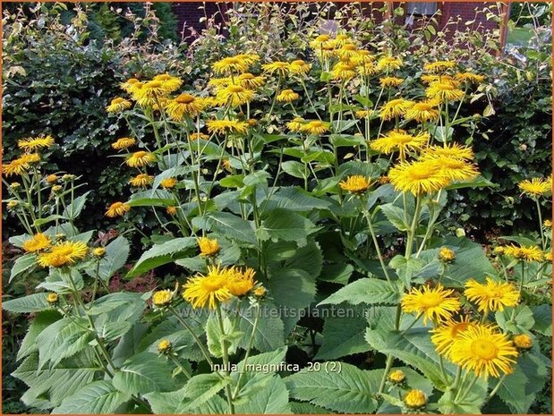 Inula magnifica | Alant