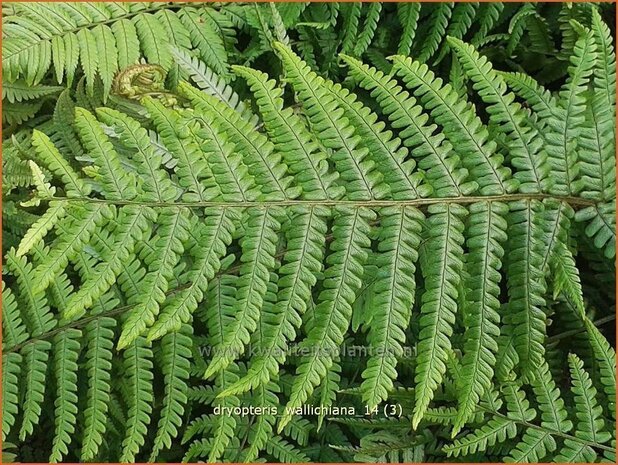 Dryopteris wallichiana | Zwartschubvaren, Nepalvaren