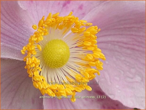 Anemone hupehensis 'Little Princess' | Anemoon, Herfstanemoon, Japanse anemoon