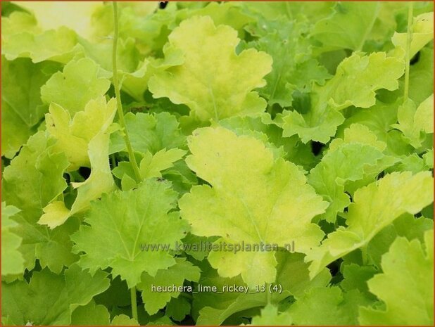 Heuchera 'Lime Rickey' | Purperklokje