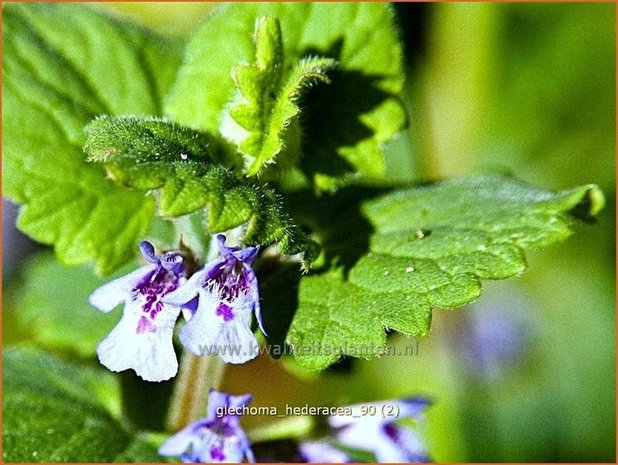 Glechoma hederacea | Hondsdraf, Kruip-door-de-tuin